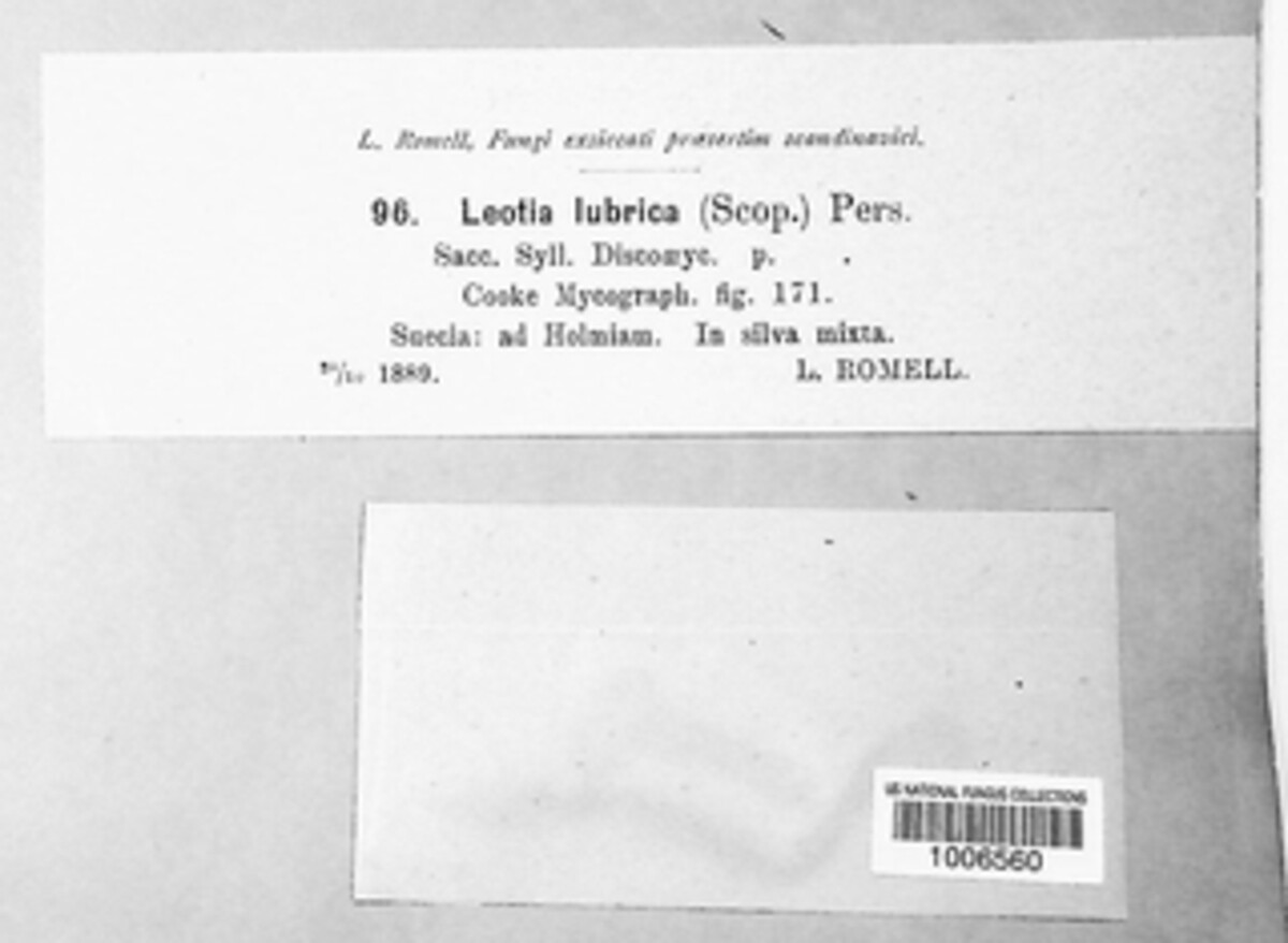 Leotia lubrica image